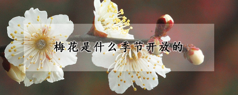 梅花是什么季節(jié)開放的