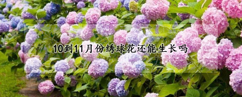 10到11月份繡球花還能生長(zhǎng)嗎