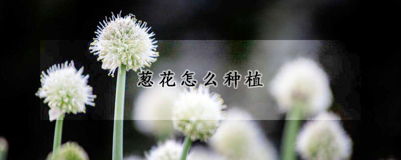 蔥花怎么種植