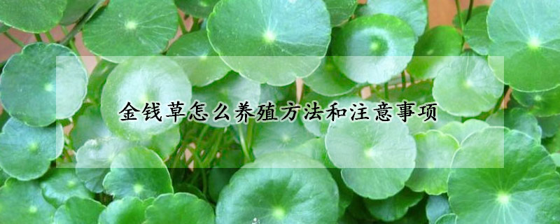 金錢草怎么養(yǎng)殖方法和注意事項