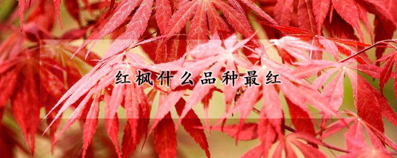 紅楓什么品種最紅