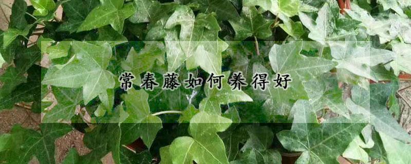 常春藤如何養(yǎng)得好