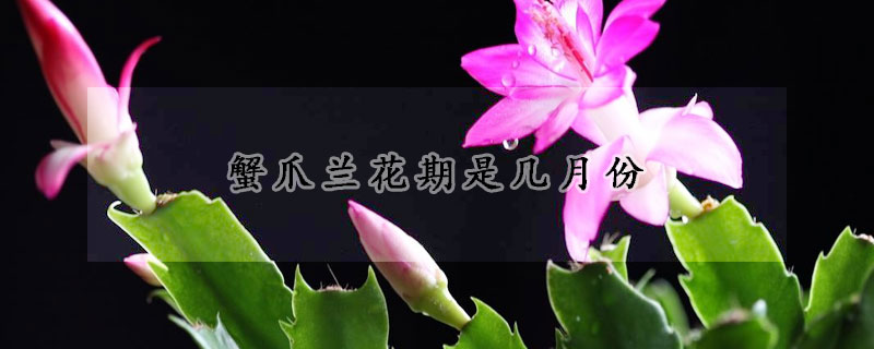 蟹爪蘭花期是幾月份