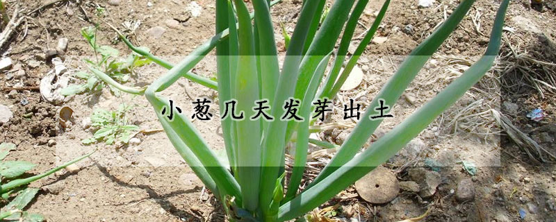 小蔥幾天發(fā)芽出土