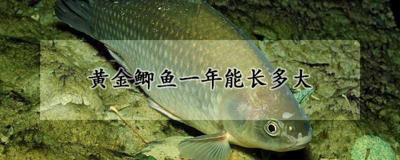 黃金鯽魚(yú)一年能長(zhǎng)多大