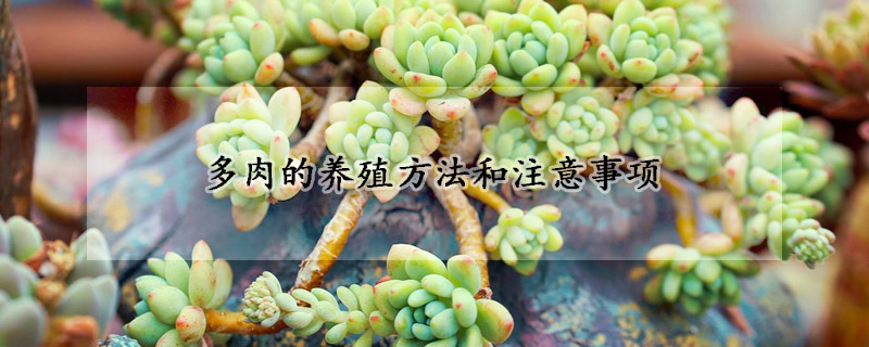 多肉的養(yǎng)殖方法和注意事項(xiàng)