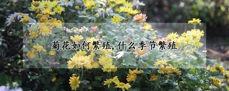 菊花如何繁殖,什么季節(jié)繁殖