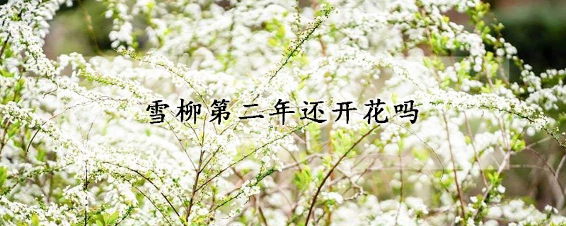 雪柳第二年還開花嗎