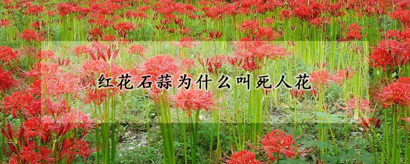 紅花石蒜為什么叫死人花