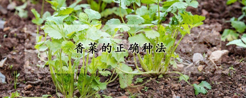 香菜的正確種法