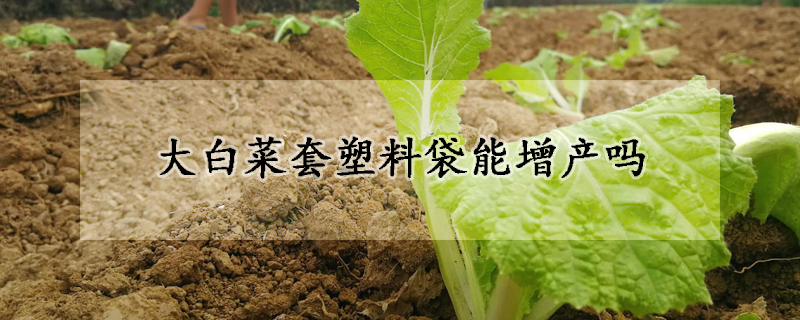 大白菜套塑料袋能增產(chǎn)嗎