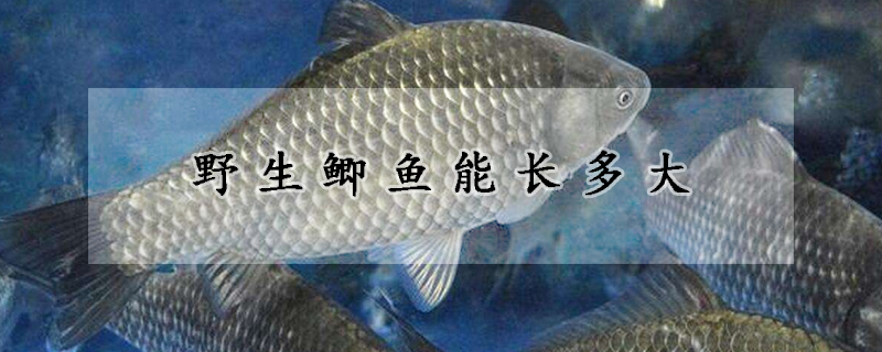 野生鯽魚能長多大