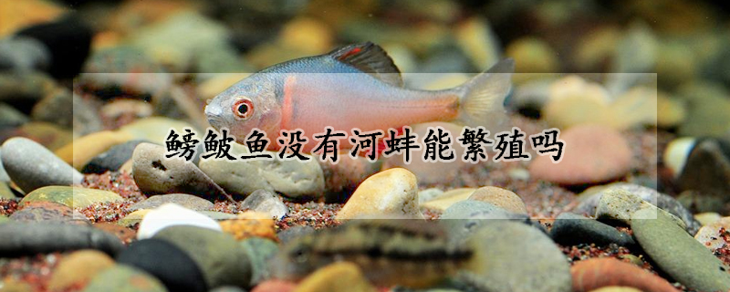 鳑鲏魚沒有河蚌能繁殖嗎