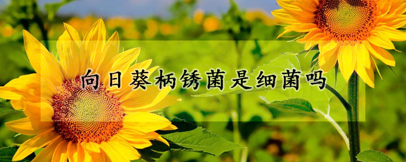 向日葵柄銹菌是細(xì)菌嗎