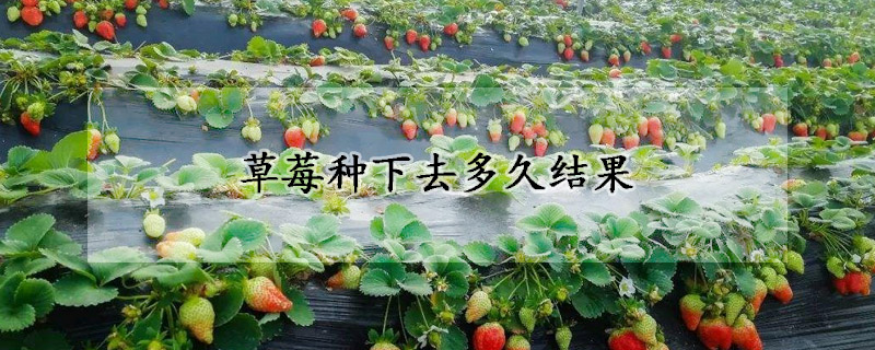 草莓種下去多久結果