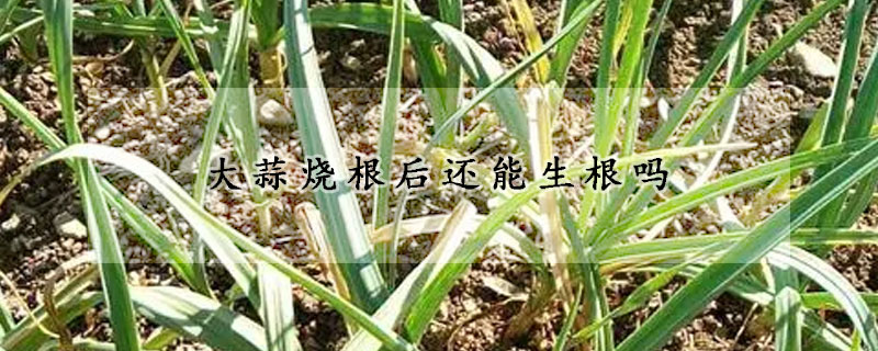 大蒜燒根后還能生根嗎