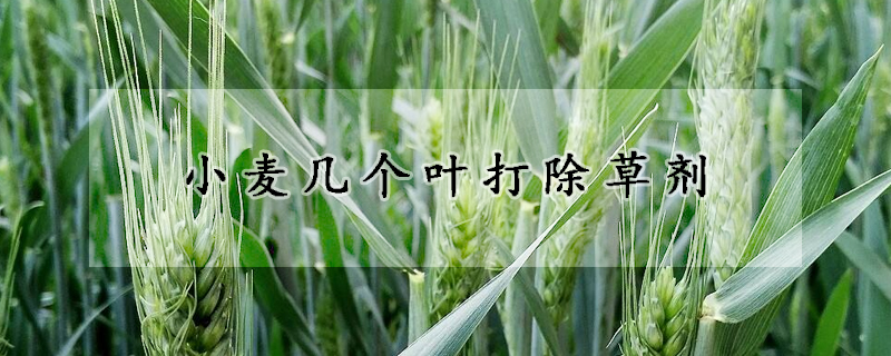 小麥幾個葉打除草劑