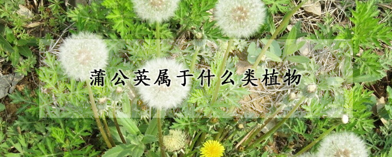 蒲公英屬于什么類植物