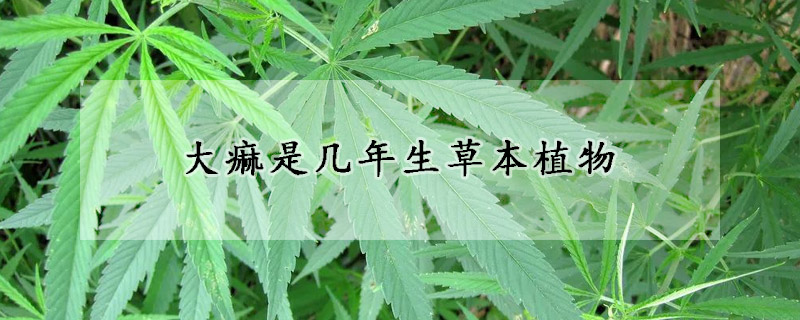 大痲是幾年生草本植物