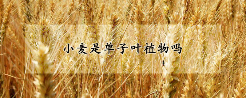 小麥?zhǔn)菃巫尤~植物嗎