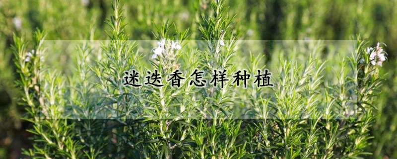 迷迭香怎樣種植