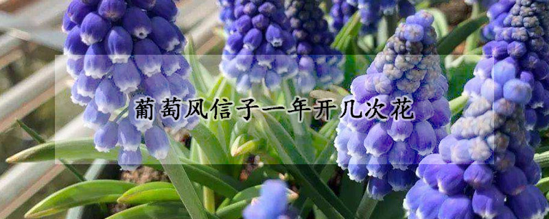 葡萄風信子一年開幾次花