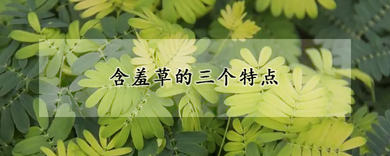 含羞草的三個(gè)特點(diǎn)