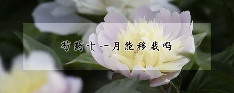 芍藥十一月能移栽嗎