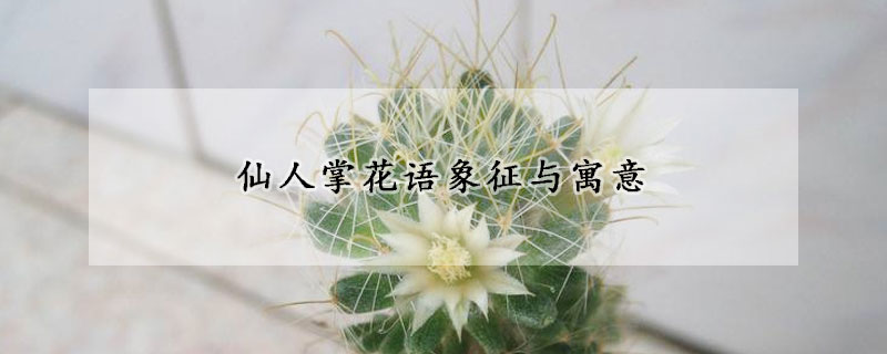 仙人掌花語象征與寓意