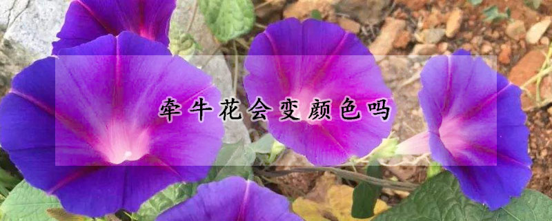 牽牛花會變顏色嗎