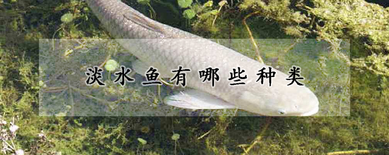 淡水魚(yú)有哪些種類(lèi)