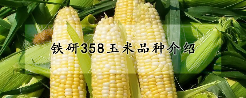 鐵研358玉米品種介紹