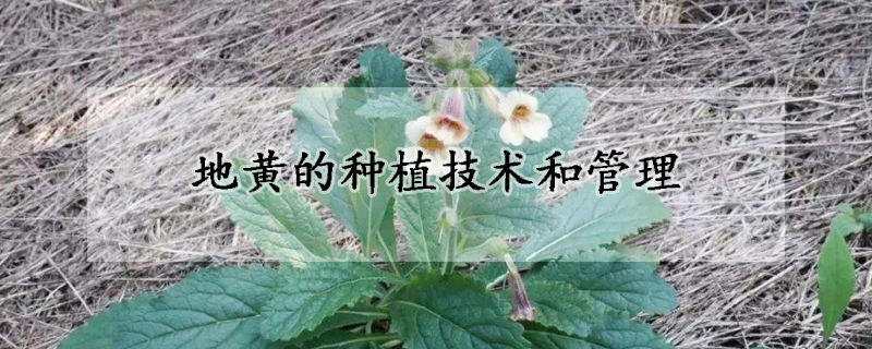 地黃的種植技術(shù)和管理