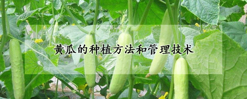 黃瓜的種植方法和管理技術