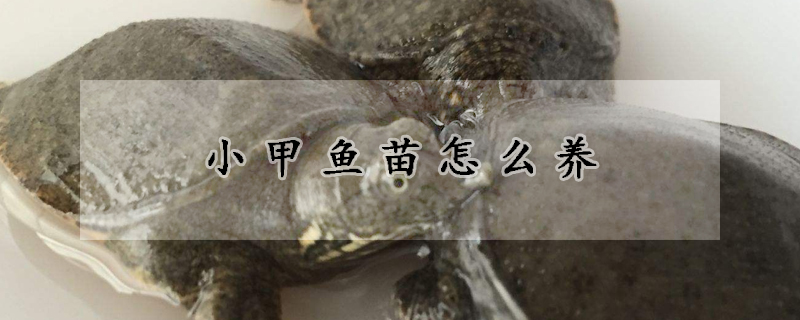 小甲魚苗怎么養