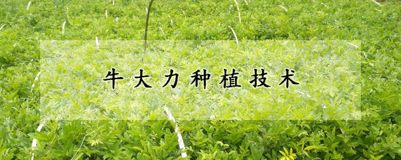 牛大力種植技術(shù)