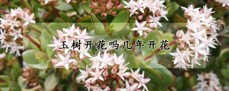 玉樹開花嗎幾年開花