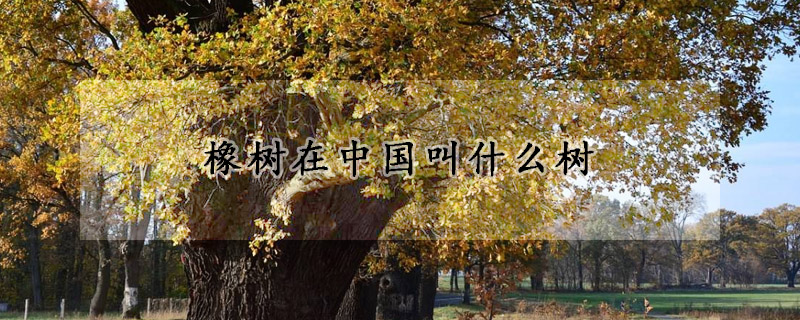 橡樹在中國叫什么樹