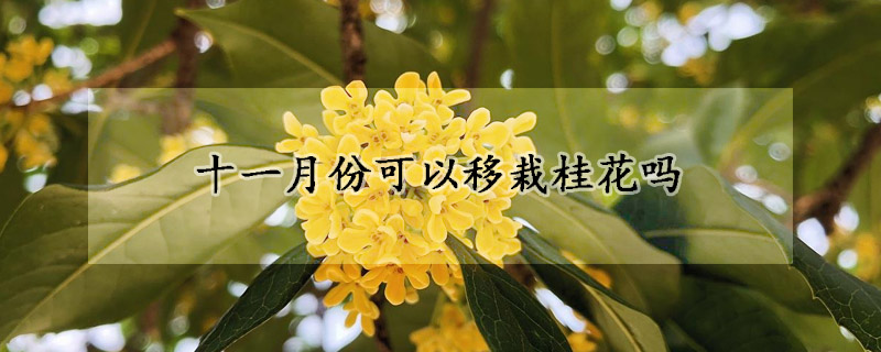 十一月份可以移栽桂花嗎