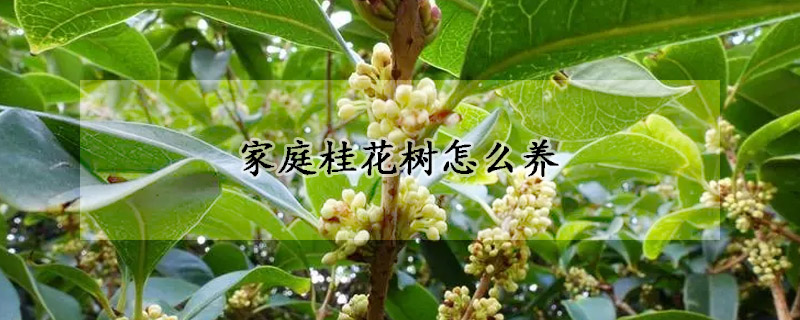 家庭桂花樹怎么養(yǎng)