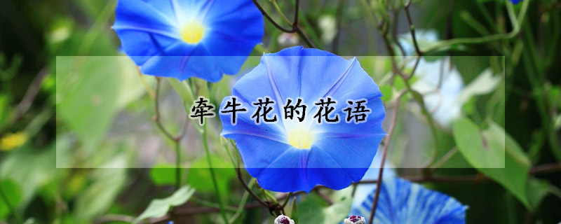 牽牛花的花語