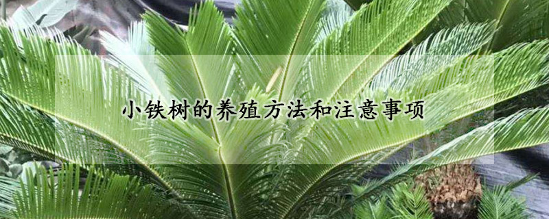 小鐵樹的養(yǎng)殖方法和注意事項(xiàng)