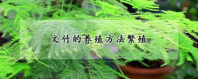 文竹的養殖方法繁殖