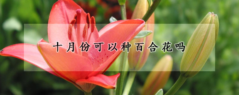 十月份可以種百合花嗎