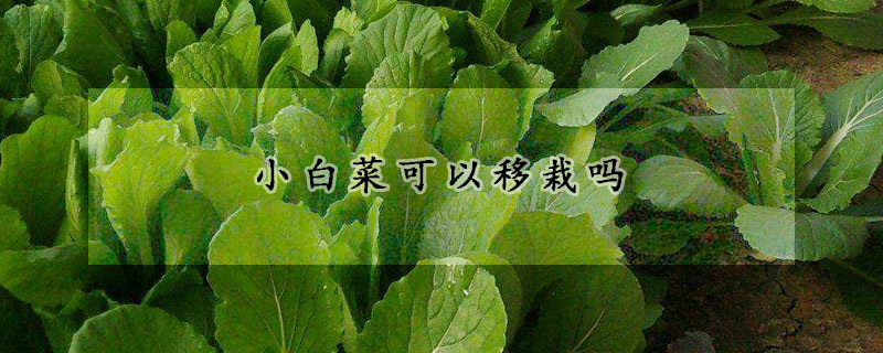 小白菜可以移栽嗎