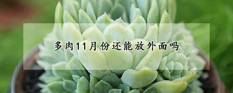 多肉11月份還能放外面嗎