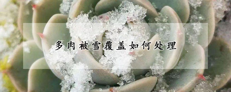 多肉被雪覆蓋如何處理