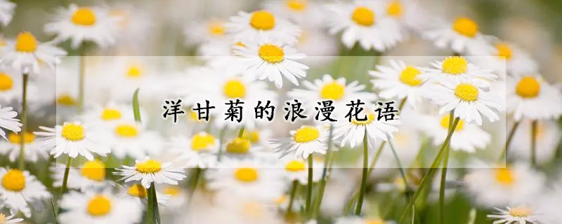 洋甘菊的浪漫花語