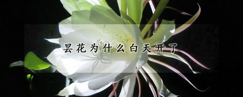 曇花為什么白天開了