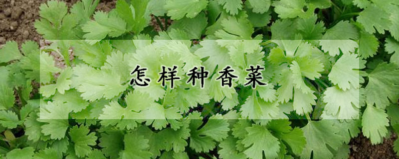 怎樣種香菜